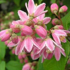 Trojpuk 'Tourbillon Rouge' - Deutzia hybrida 'Tourbillon Rouge'