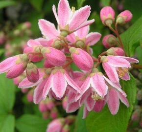 Trojpuk 'Tourbillon Rouge' - Deutzia hybrida 'Tourbillon Rouge'