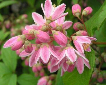 Trojpuk 'Tourbillon Rouge'