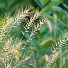 Hystrix rozkladitý - Hystrix patula