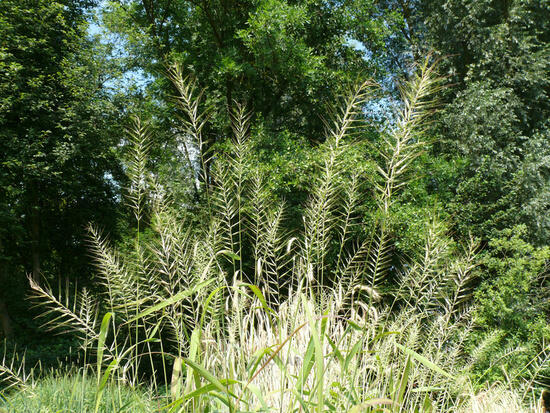 Hystrix rozkladitý - Hystrix patula