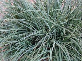 Ostřice chabá - Carex flacca