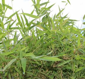 Bambus purpurový, rákosovec lesklý 'Great Wall' - Fargesia nitida 'Great Wall'
