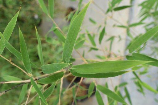 Bambus purpurový, rákosovec lesklý 'Great Wall' - Fargesia nitida 'Great Wall'