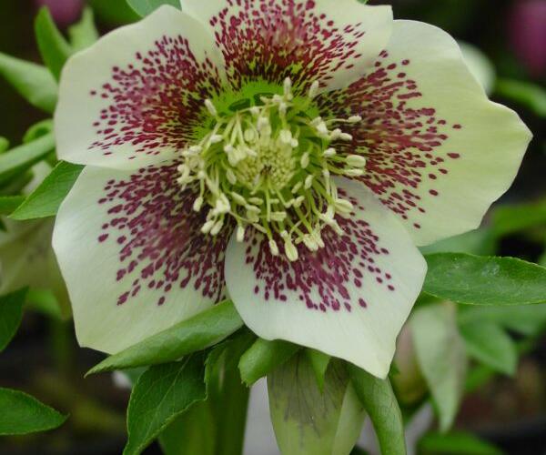 Čemeřice východní 'Yellow Spotted' - Helleborus orientalis 'Yellow Spotted'