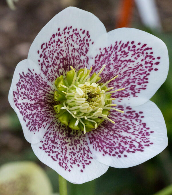 Čemeřice východní 'White Spotted' - Helleborus orientalis 'White Spotted'