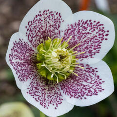 Čemeřice východní 'White Spotted' - Helleborus orientalis 'White Spotted'