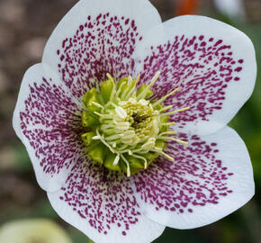 Čemeřice východní 'White Spotted' - Helleborus orientalis 'White Spotted'