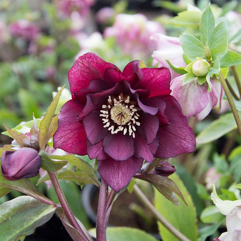 Čemeřice východní 'Double Red' - Helleborus orientalis 'Double Red'