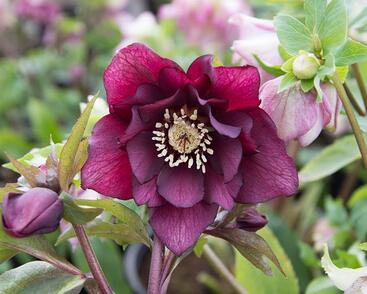 Čemeřice východní 'Double Red'