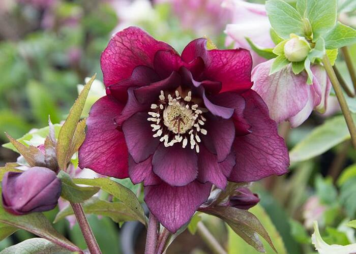 Čemeřice východní 'Double Red' - Helleborus orientalis 'Double Red'