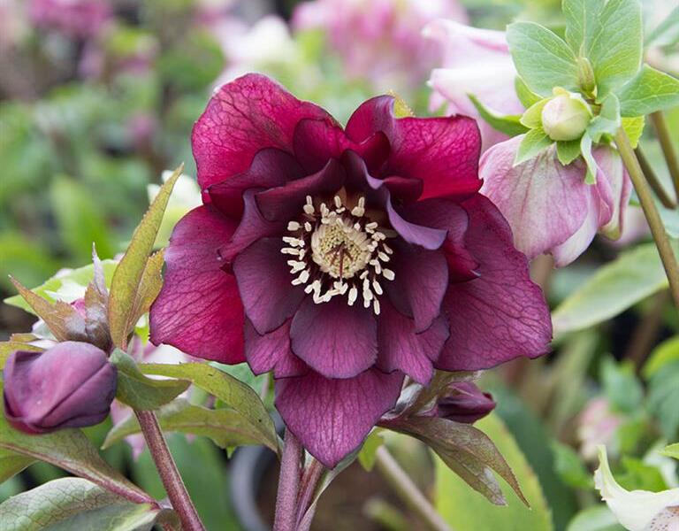 Čemeřice východní 'Double Red' - Helleborus orientalis 'Double Red'