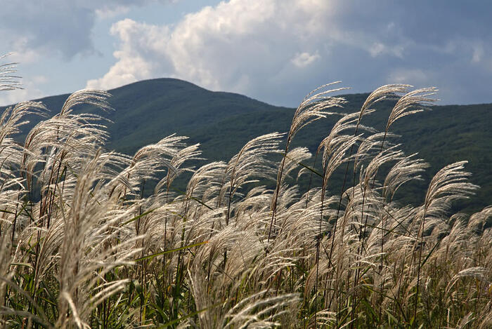 Ozdobnice cukrová - Miscanthus sacchariflorus