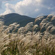 Ozdobnice cukrová - Miscanthus sacchariflorus