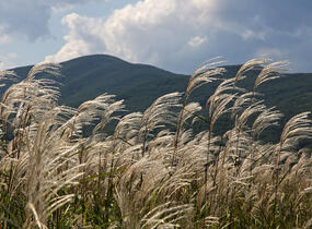 Ozdobnice cukrová - Miscanthus sacchariflorus