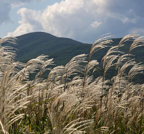 Ozdobnice cukrová - Miscanthus sacchariflorus