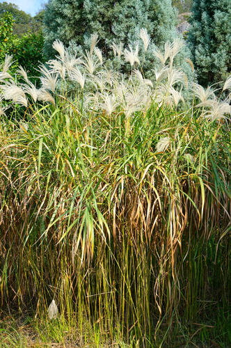 Ozdobnice cukrová - Miscanthus sacchariflorus