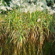 Ozdobnice cukrová - Miscanthus sacchariflorus