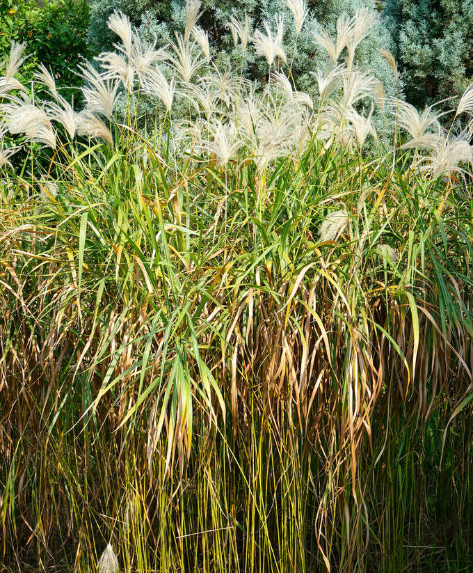 Ozdobnice cukrová - Miscanthus sacchariflorus