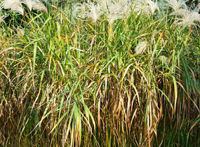 Ozdobnice cukrová - Miscanthus sacchariflorus