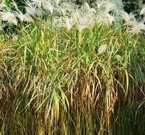 Ozdobnice cukrová - Miscanthus sacchariflorus