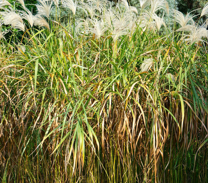 Ozdobnice cukrová - Miscanthus sacchariflorus