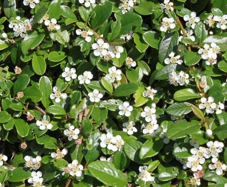 Skalník 'Silver Shadow' - Cotoneaster integrifolius 'Silver Shadow'