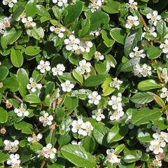 Skalník 'Silver Shadow' - Cotoneaster integrifolius 'Silver Shadow'