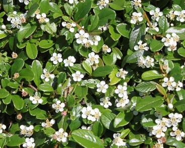 Skalník 'Silver Shadow'