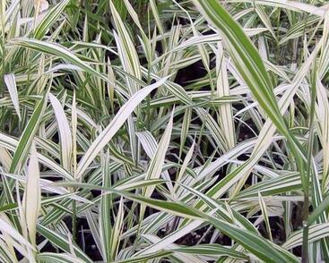 Plochoklásek ozdobný 'River Mist'