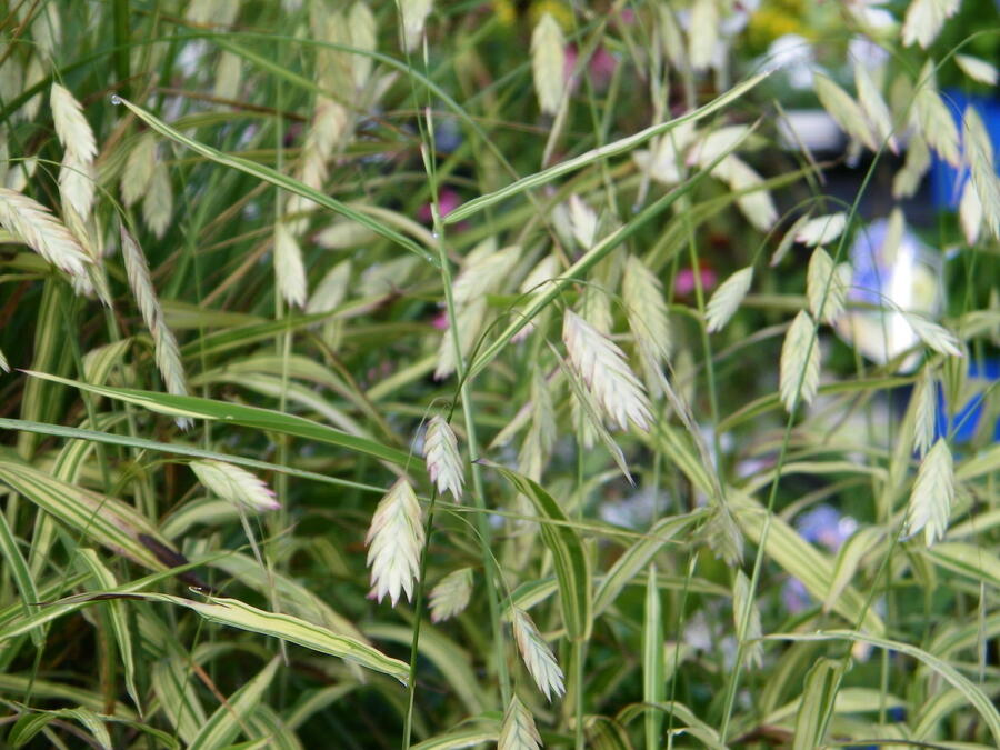 Plochoklásek ozdobný 'River Mist' - Chasmanthium latifolium 'River Mist'