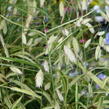 Plochoklásek ozdobný 'River Mist' - Chasmanthium latifolium 'River Mist'