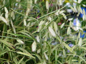 Plochoklásek ozdobný 'River Mist' - Chasmanthium latifolium 'River Mist'