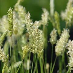 Smělek sivý 'Mountain Breeze' - Koeleria vallesiana 'Mountain Breeze'