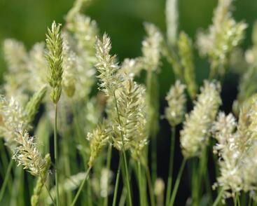 Smělek sivý 'Mountain Breeze'