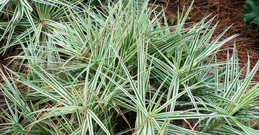 Ostřice 'Sparkler' - Carex phyllocephala 'Sparkler'