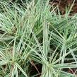 Ostřice 'Sparkler' - Carex phyllocephala 'Sparkler'