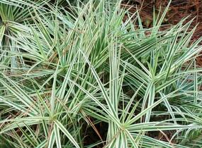Ostřice 'Sparkler' - Carex phyllocephala 'Sparkler'