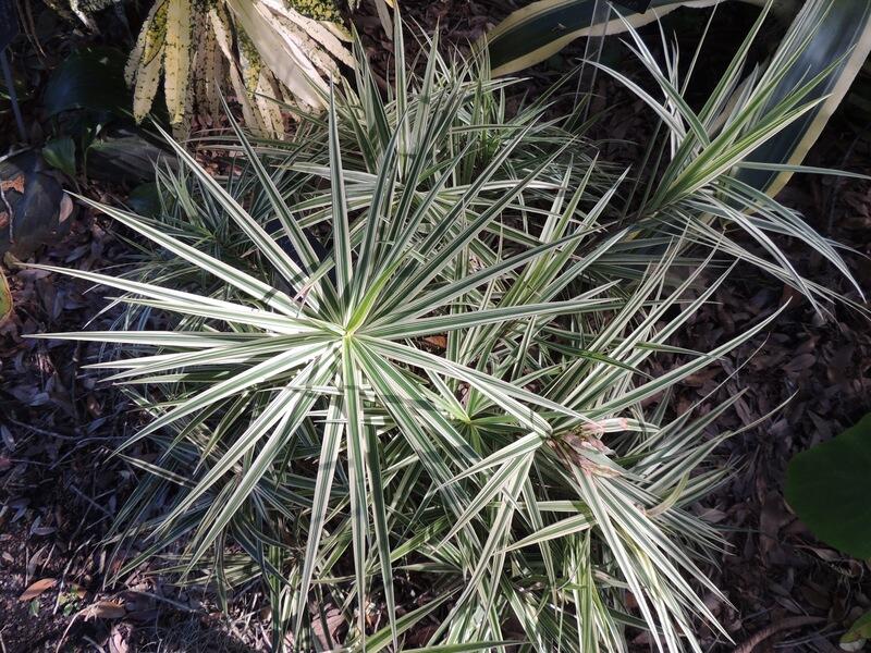 Ostřice 'Sparkler' - Carex phyllocephala 'Sparkler'