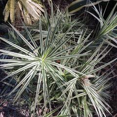 Ostřice 'Sparkler' - Carex phyllocephala 'Sparkler'