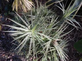 Ostřice 'Sparkler' - Carex phyllocephala 'Sparkler'