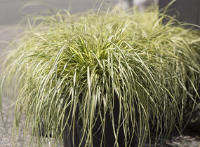 Ostřice ošimenská 'Ice Cream' - Carex oshimensis 'Ice Cream'