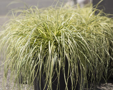 Ostřice ošimenská 'Ice Cream'