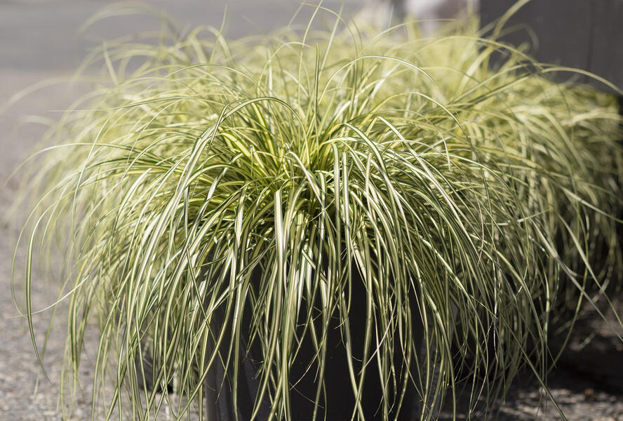 Ostřice ošimenská 'Ice Cream' - Carex oshimensis 'Ice Cream'