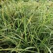 Ostřice ošimenská 'Ice Cream' - Carex oshimensis 'Ice Cream'