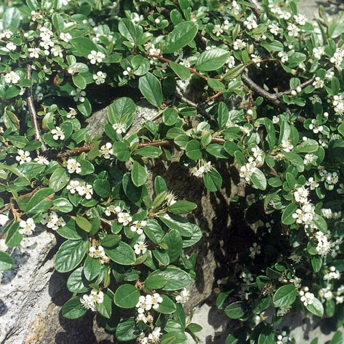 Skalník Dammerův 'Mooncreeper' - Cotoneaster dammeri 'Mooncreeper'