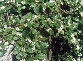 Skalník Dammerův 'Mooncreeper' - Cotoneaster dammeri 'Mooncreeper'