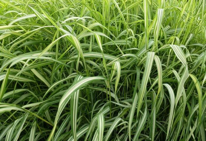 Chrastice rákosovitá 'Luteopicta' - Phalaris arundinacea 'Luteopicta'