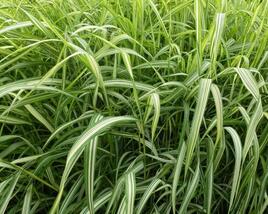 Chrastice rákosovitá 'Luteopicta'