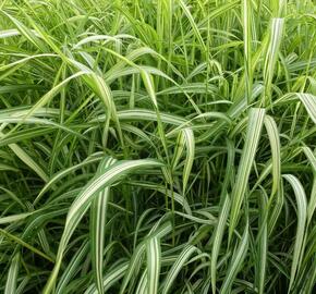 Chrastice rákosovitá 'Luteopicta' - Phalaris arundinacea 'Luteopicta'